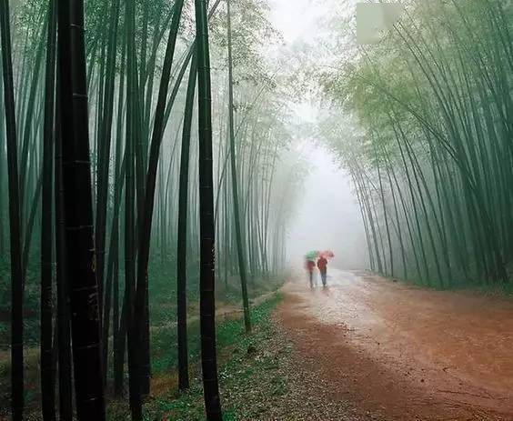 这样的诗意竹林,只有中国才有