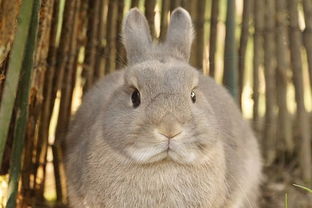 小小兔子 兔子吃什么饲料替代化毛膏,哪些替代兔子化毛膏