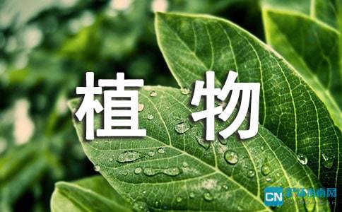 描写植物的八字成语 