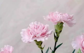 粉色康乃馨花语,粉红色康乃馨的花语是什么？