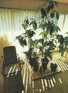 适合客厅的绿植有哪些,最适合客厅的30种大植物，大气又漂亮，你家有吗？