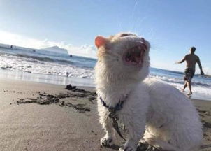 猫咪第一次去海边,瞪大眼睛一脸不可思议 好大的 猫砂盆