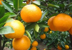 关于柑橘的历史诗句