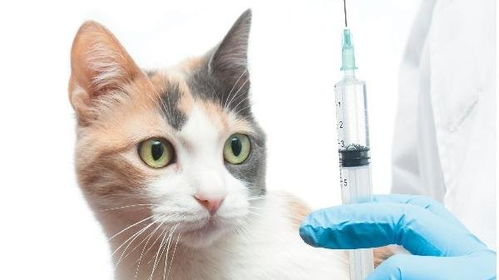 超详细猫咪疫苗介绍与接种流程手册 附常见问题解答