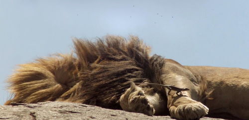 为何大多数动物见到狮子都要躲,这种动物却争相往狮子身上跑