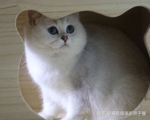 英短母猫脸会发腮吗 