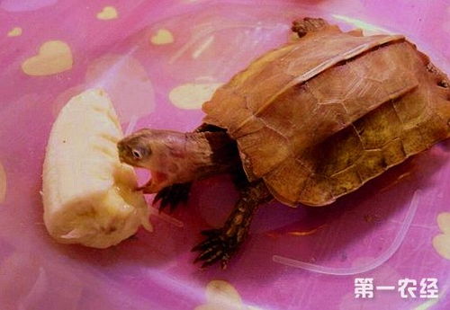 枫叶龟怎么养