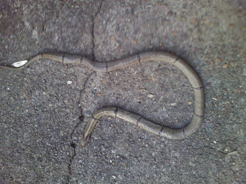 今天在家里发现一条小蛇,请问这是什么蛇,有毒吗 