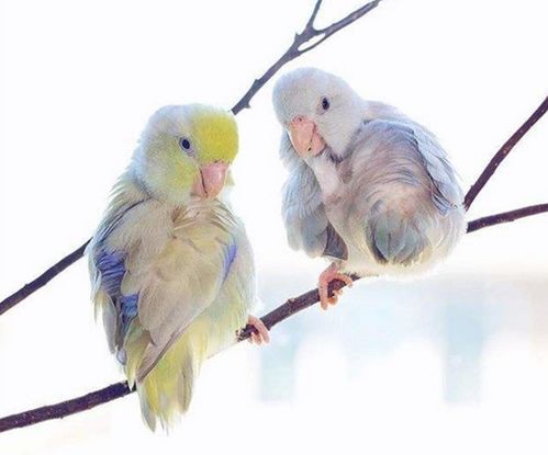 外国网友自家养了4只鸟,没想到竟两两成为了情侣