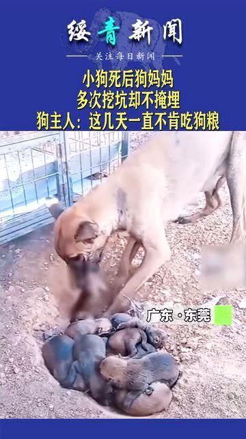 29日,东莞养狗的罗先生称,小狗死亡后狗妈妈伤心了好几天 