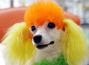 重庆 斑斓多彩 的宠物狗 