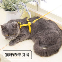 猫绳猫咪牵引绳防挣脱拴猫绳遛猫绳猫咪链子小猫绳子猫链宠物用品
