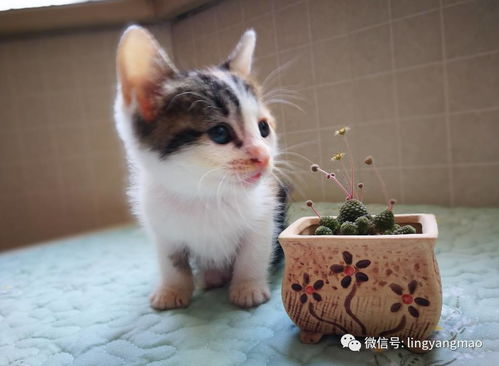 三花幼猫专场