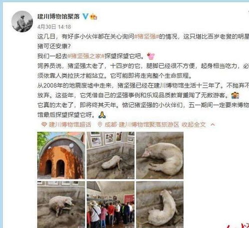 14岁猪坚强已不能独自站立,博物馆 即将走完生命最后的旅程