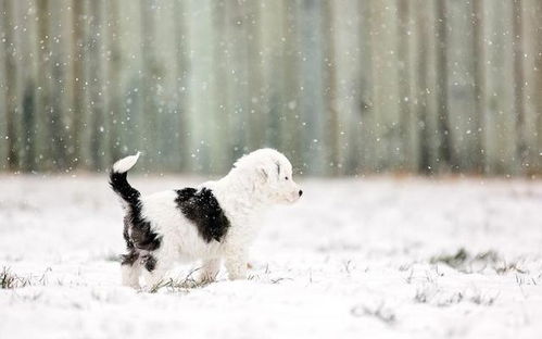 冬日小美好 雪地里的快乐狗子