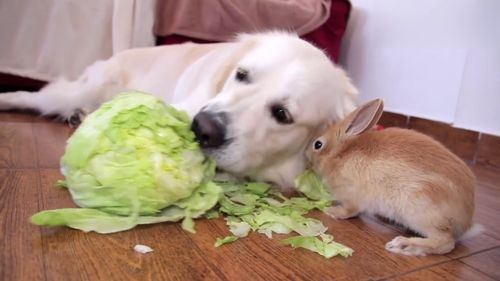 金毛和兔子一起吃白菜 