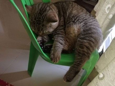 网友给小主人买了一把小椅子,被家里的猫看到后... 
