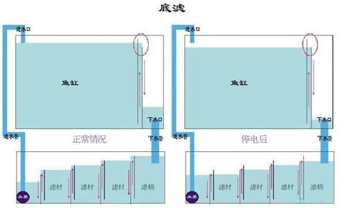 鱼缸底滤养花