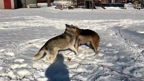 雪地上有两条狗正在打闹玩耍 