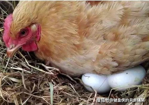母鸡将自己从鸭蛋孵化出来小鸭抚养成鸭,显示母爱伟大