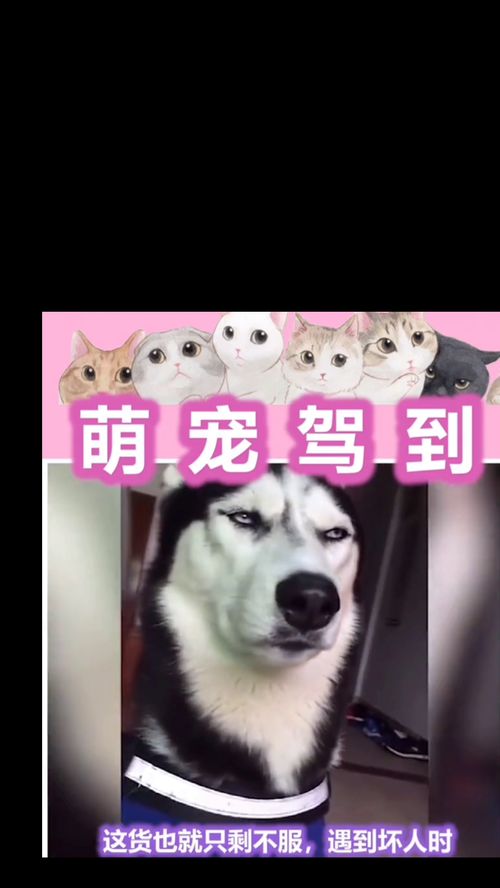 北冥有犬名曰二哈 