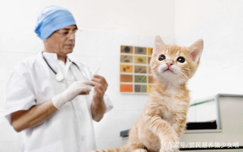 别再被无良医院坑了,猫咪到底该打什么疫苗,怎么打,什么时候打