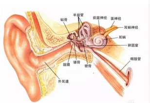 海安惠耳助听器 哪些疾病会殃及耳朵 