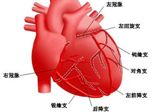 心肌耗氧量大是什么原因