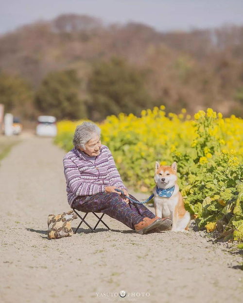 樱花树下85岁奶奶和柴犬一张照片,暖哭12万网友 岁月静好,愿时光不老