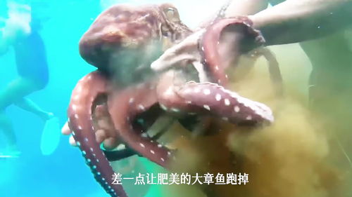 大章鱼高清在线播放,大章鱼高清在线播放:惊叹海洋巨兽奇观!