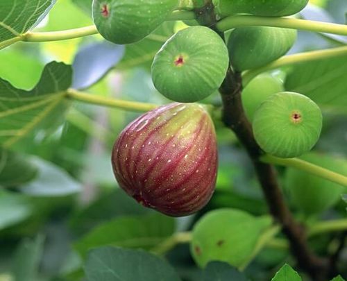 故居的无花果树,满满的怀念