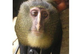 盘点2012十大新物种 洛马米长尾猴 