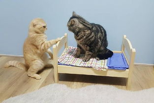 主人给两只猫买一张床,小家伙互撕抢地盘,橘猫的表情全程亮点