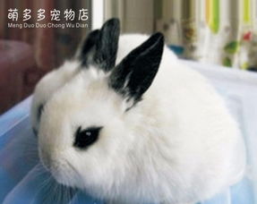 自家繁殖熊猫兔 宠物兔 小白兔垂耳兔包健康