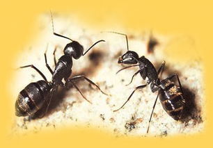 黑蚂蚁的功效，黑蚂蚁的功效与作用