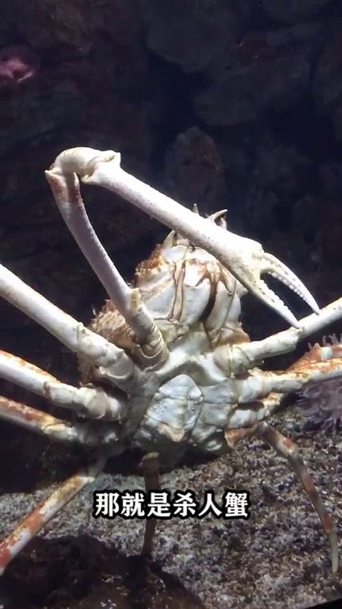 世界最大的螃蟹有多大 
