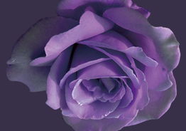 玫瑰花语浴袍：浪漫之美的奥秘！