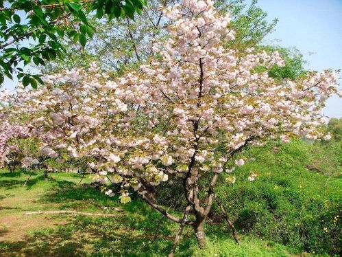 关山樱是樱花吗,关山樱几年开花？