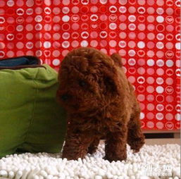 南京双血统泰迪犬出售南京最大养狗基地签售后协议
