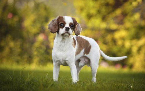 来自英伦的小猎犬,极受英国贵族喜爱的宠物犬