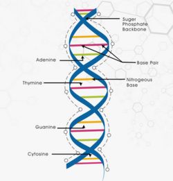 怎么判断DNA分子的稳定性