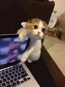 猫在边上看着网友玩电脑,没有抽出时间陪猫玩,猫生气了于是...