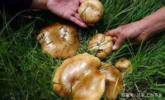种蘑菇难吗 其实用稻草配合牛粪就能种出好蘑菇