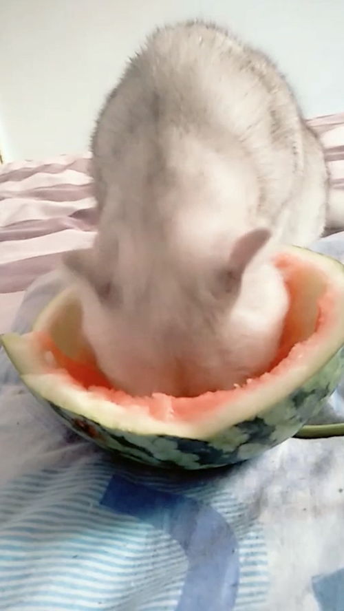 这么喜欢吃西瓜的小猫,马上要长胖了 