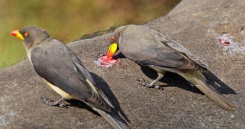 牛椋鸟 平时吃吃寄生虫,偶尔也吸吸朋友的血 