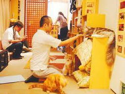 日本一咖啡馆聘猫当服务员 每小时收费9美元 