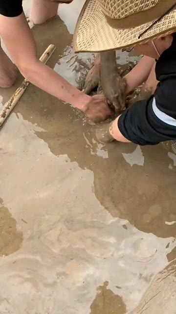 在河边的泥泞里发现一块和田玉,挖玉人特别兴奋 