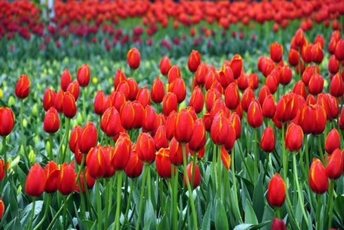 红色郁金香的花语,郁金香的花语代表什么