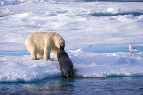 北极熊最重能有1吨,为何遇到小棕熊就逃跑 专家 天性如此