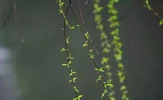 似花还似非花(似花还似非花什么意思)